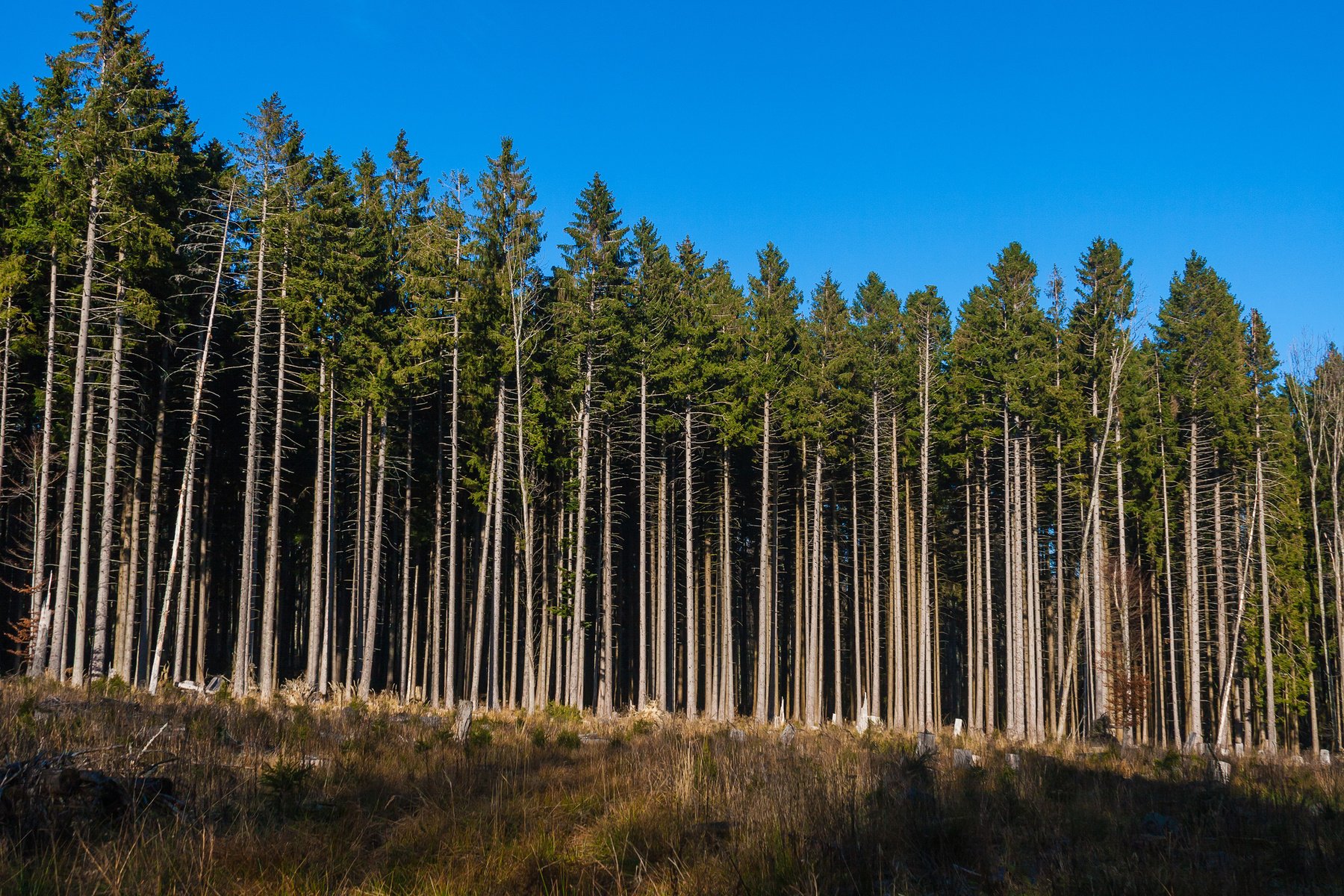 Forestry, Vosges, France